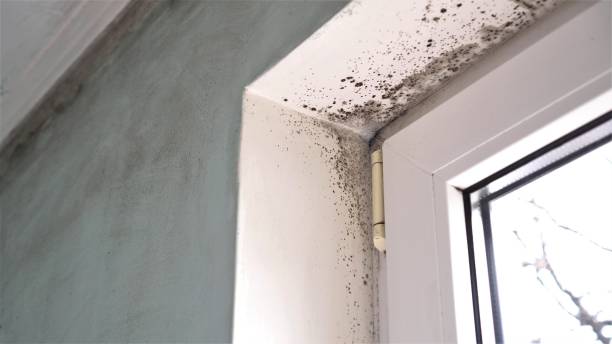 Certified Mold Removal in Lake Wazeecha, WI