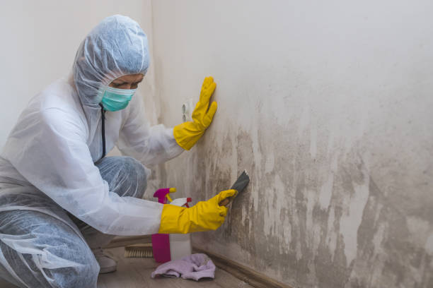 Attic Mold Removal in Lake Wazeecha, WI