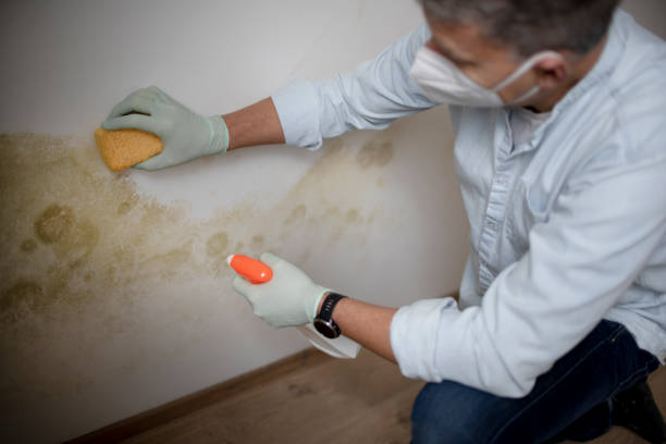 Best Attic Mold Removal  in Lake Wazeecha, WI