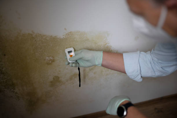 Best Certified Mold Removal  in Lake Wazeecha, WI