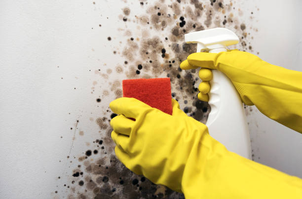 Best Fast Mold Removal  in Lake Wazeecha, WI