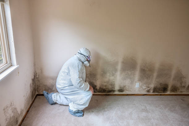 Best Toxic Mold Removal  in Lake Wazeecha, WI