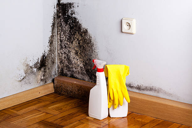 Best Mold Testing  in Lake Wazeecha, WI
