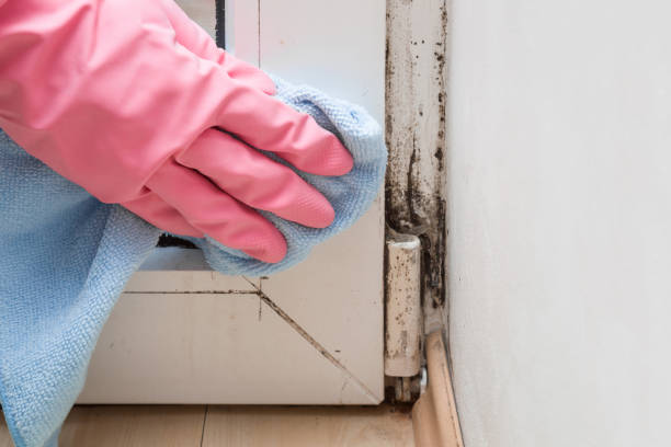 Best Professional Mold Removal  in Lake Wazeecha, WI